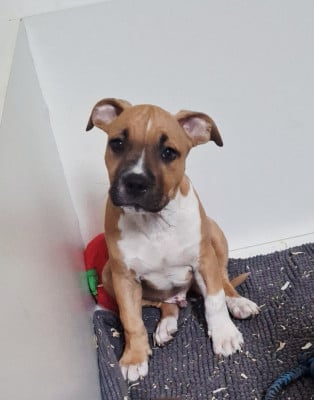 Les chiots de American Staffordshire Terrier