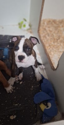 Les chiots de American Staffordshire Terrier