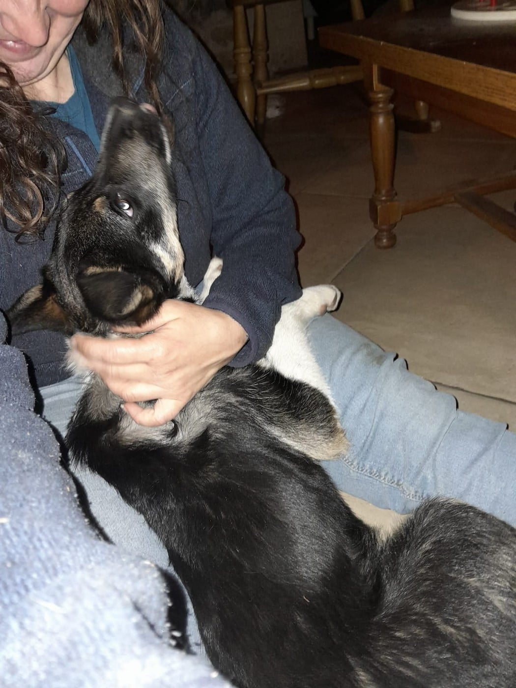 Publication : Lo Pastre Del Toulzou