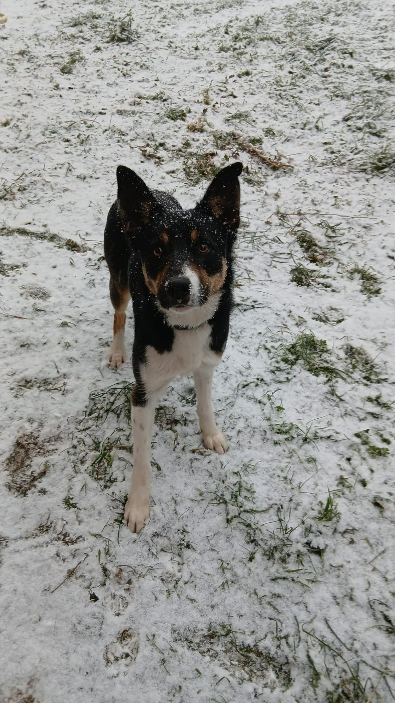 Publication : Lo Pastre Del Toulzou