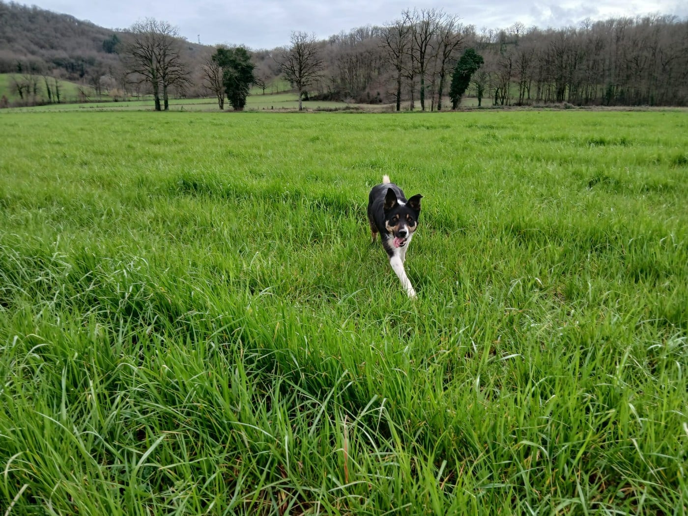 Publication : Lo Pastre Del Toulzou