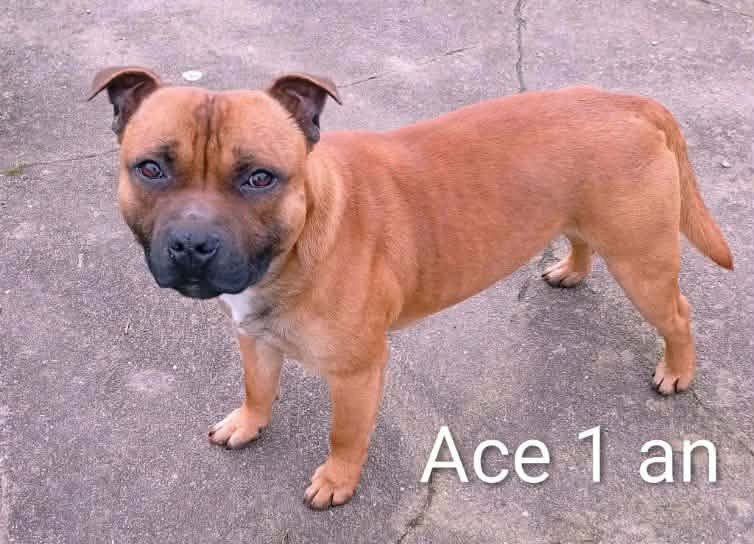 Ace nes pour être des anges