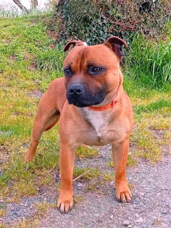 Ace nes pour être des anges