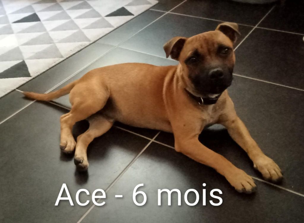 Ace nes pour être des anges