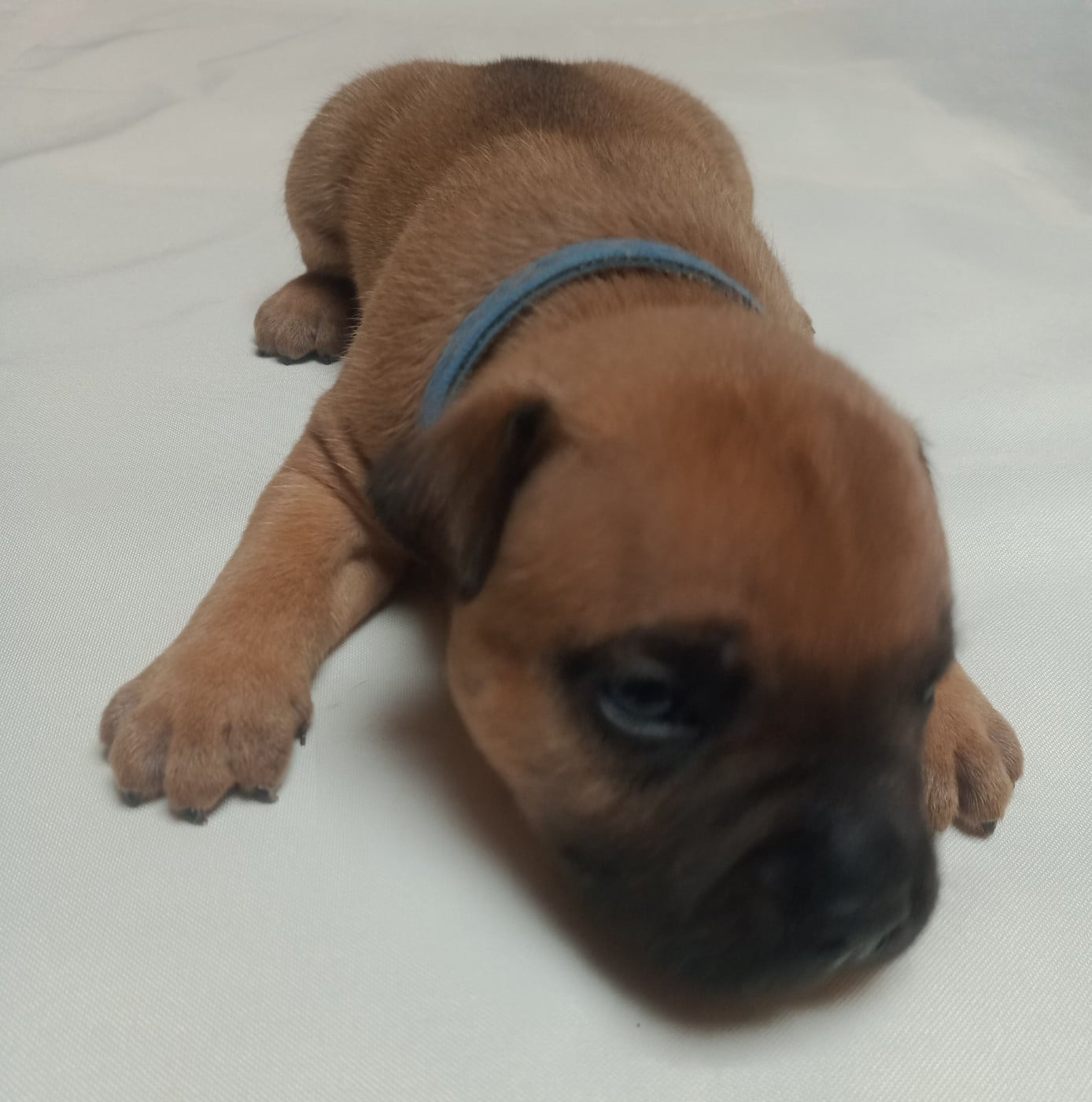Chiot N°1 Bleu