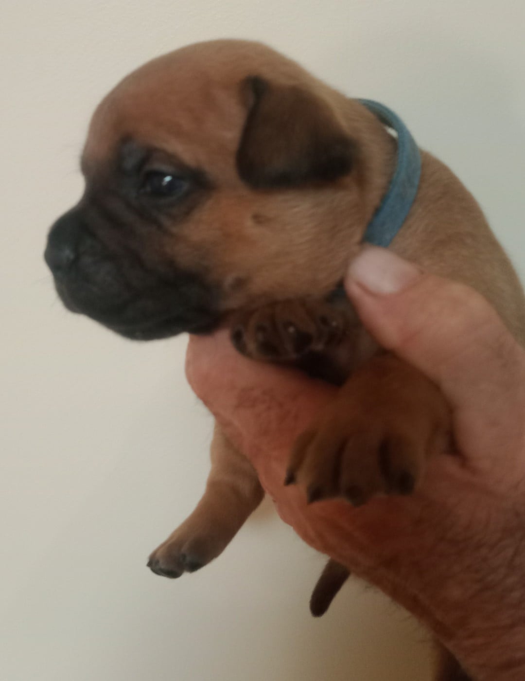 Chiot N°1 Bleu