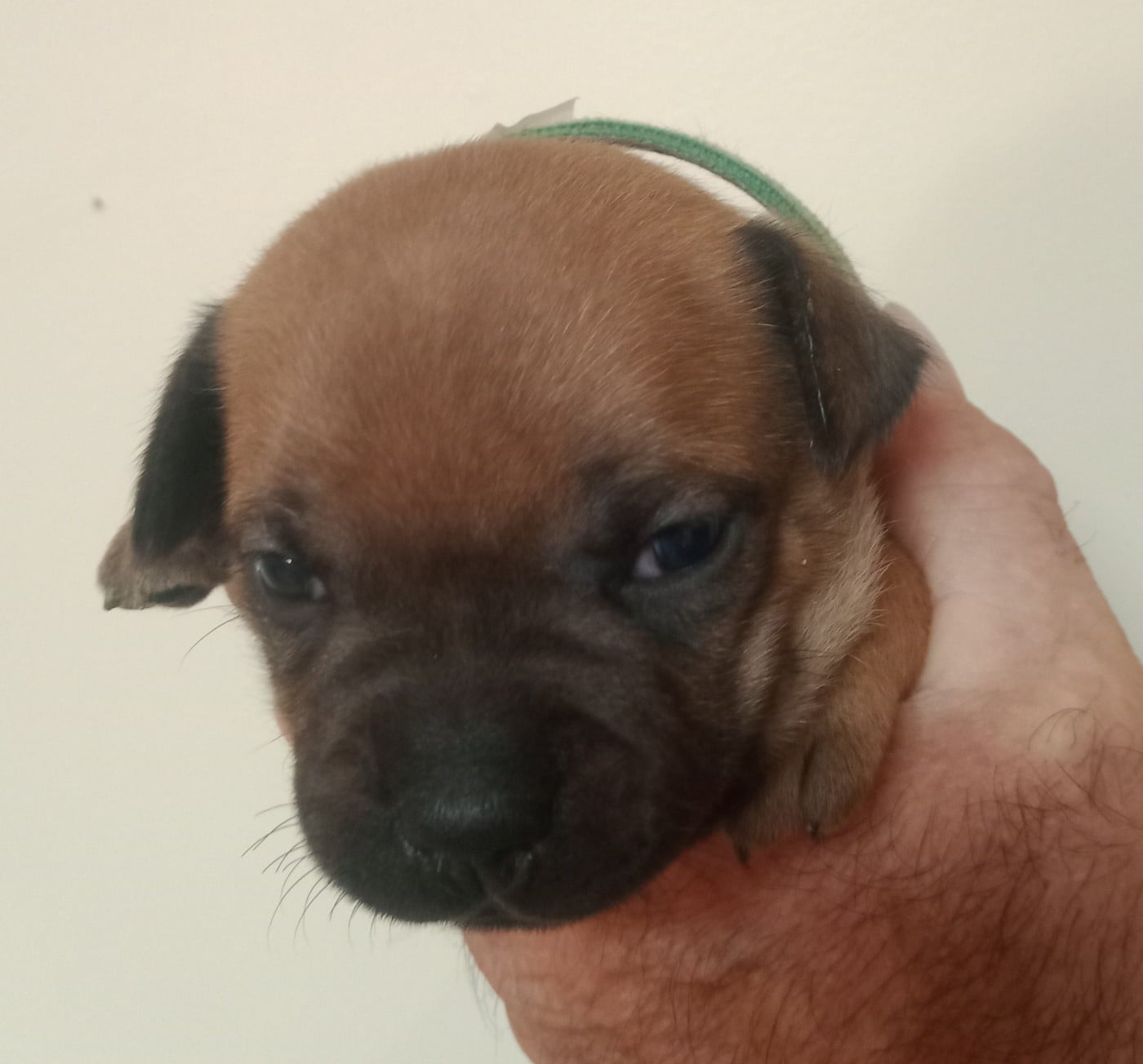 Chiot N°2 Vert