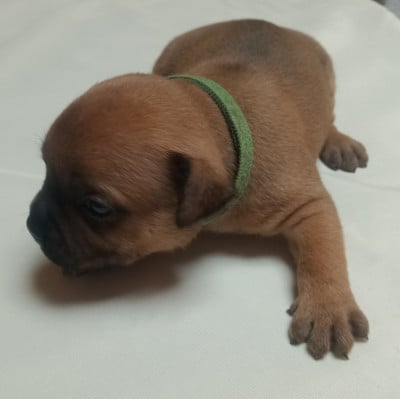 Les chiots de Staffordshire Bull Terrier