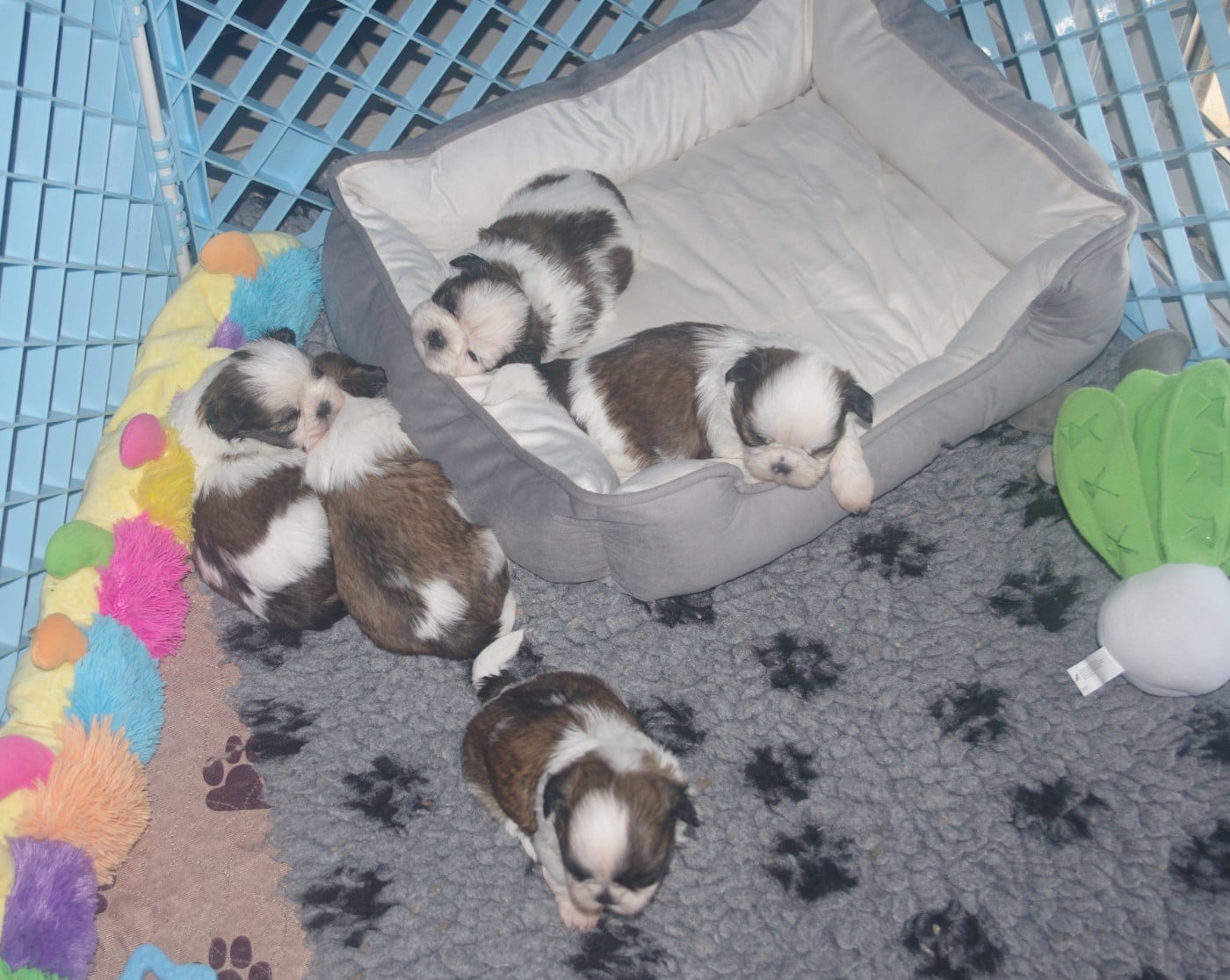 Shih Tzu - Des Tresors De Lobsang