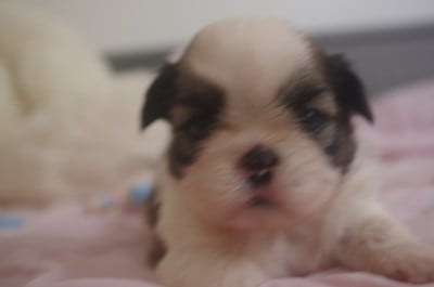 Les chiots de Shih Tzu
