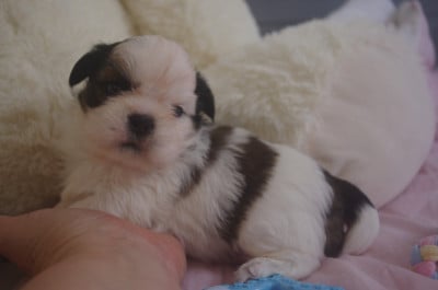Les chiots de Shih Tzu