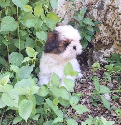 Les chiots de Shih Tzu