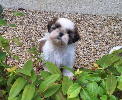 Les chiots de Shih Tzu