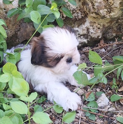 Les chiots de Shih Tzu
