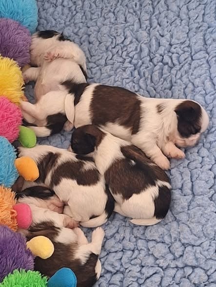 Shih Tzu - Des Tresors De Lobsang