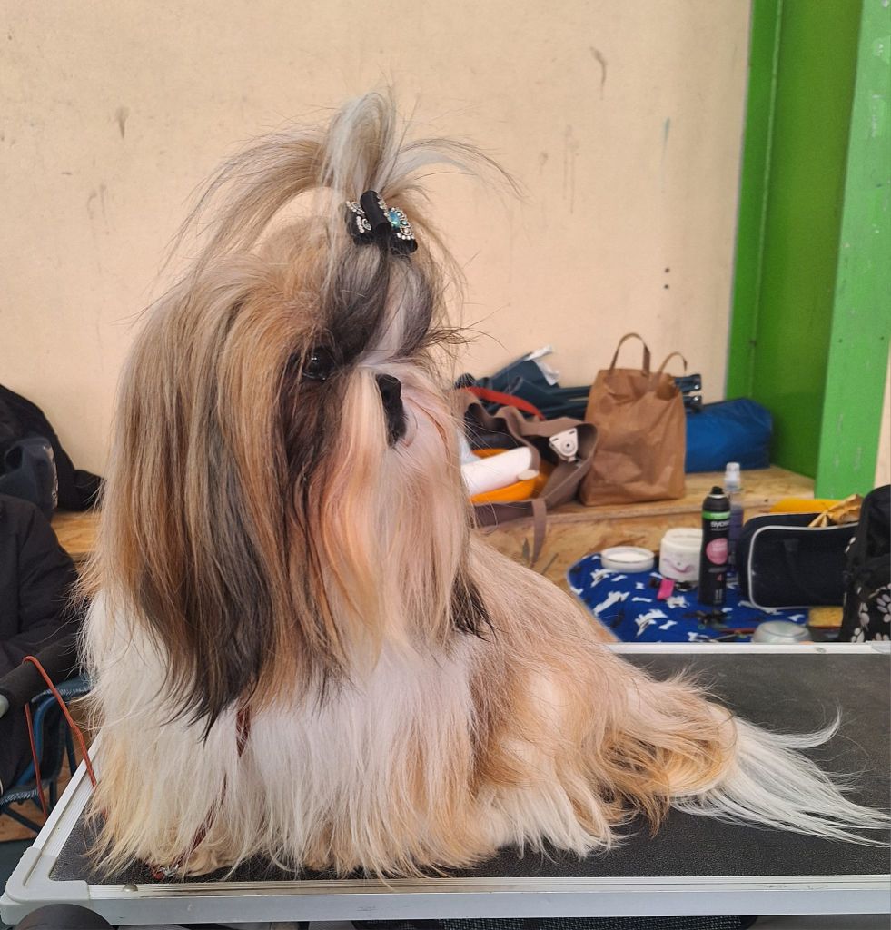 Sherrynn Land Of Pandora - 1er excellent classe ouverte CACS meilleure sexe opposé