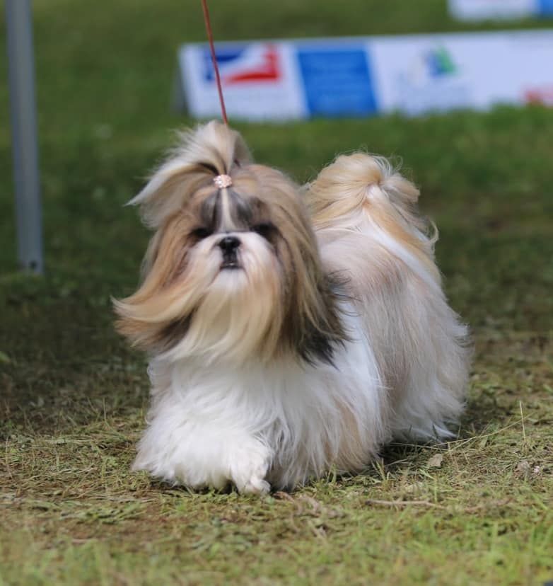 Sherrynn Land Of Pandora - 1er Excellent classe ouverte CACS meilleure de sexe opposé