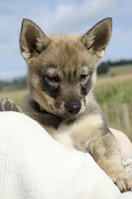 Les chiots de Spitz des Visigoths