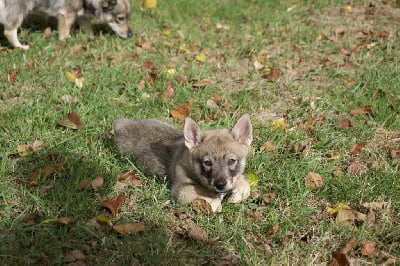 Les chiots de Spitz des Visigoths