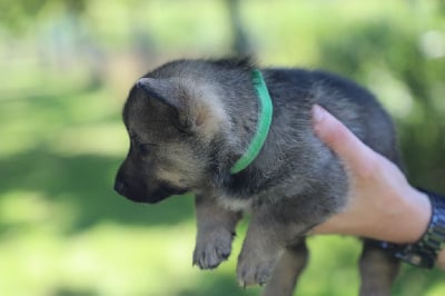 Les chiots de Spitz des Visigoths