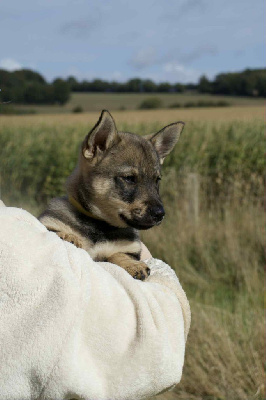 Les chiots de Spitz des Visigoths