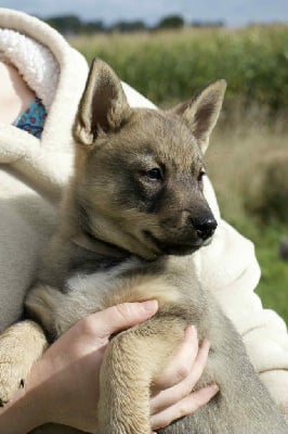 Les chiots de Spitz des Visigoths