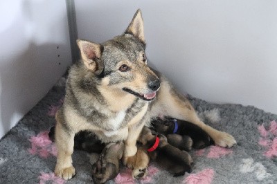 Spitz des Visigoths - De L'Ancien Monde