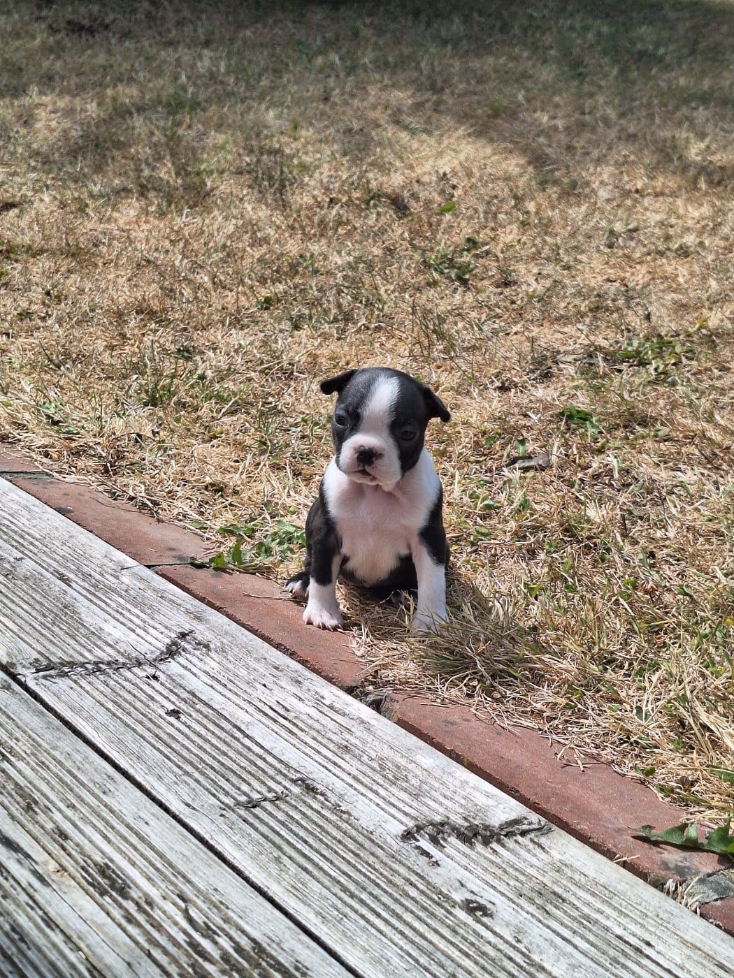 Boston Terrier - Du Castel Dark