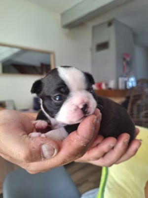 Les chiots de Boston Terrier