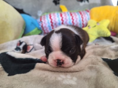 Les chiots de Boston Terrier