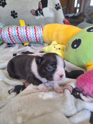 Les chiots de Boston Terrier
