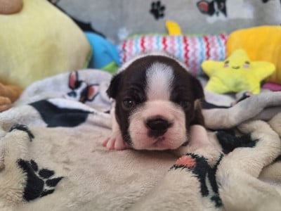 Les chiots de Boston Terrier