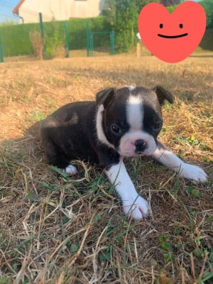 Les chiots de Boston Terrier