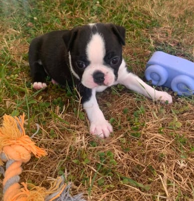 Les chiots de Boston Terrier