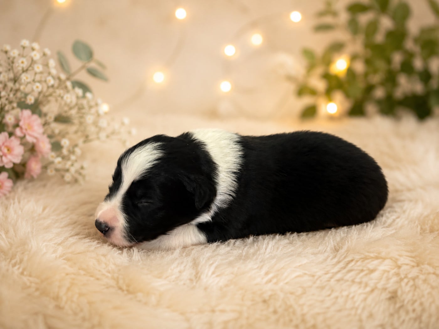 CHIOT 3 - Border Collie
