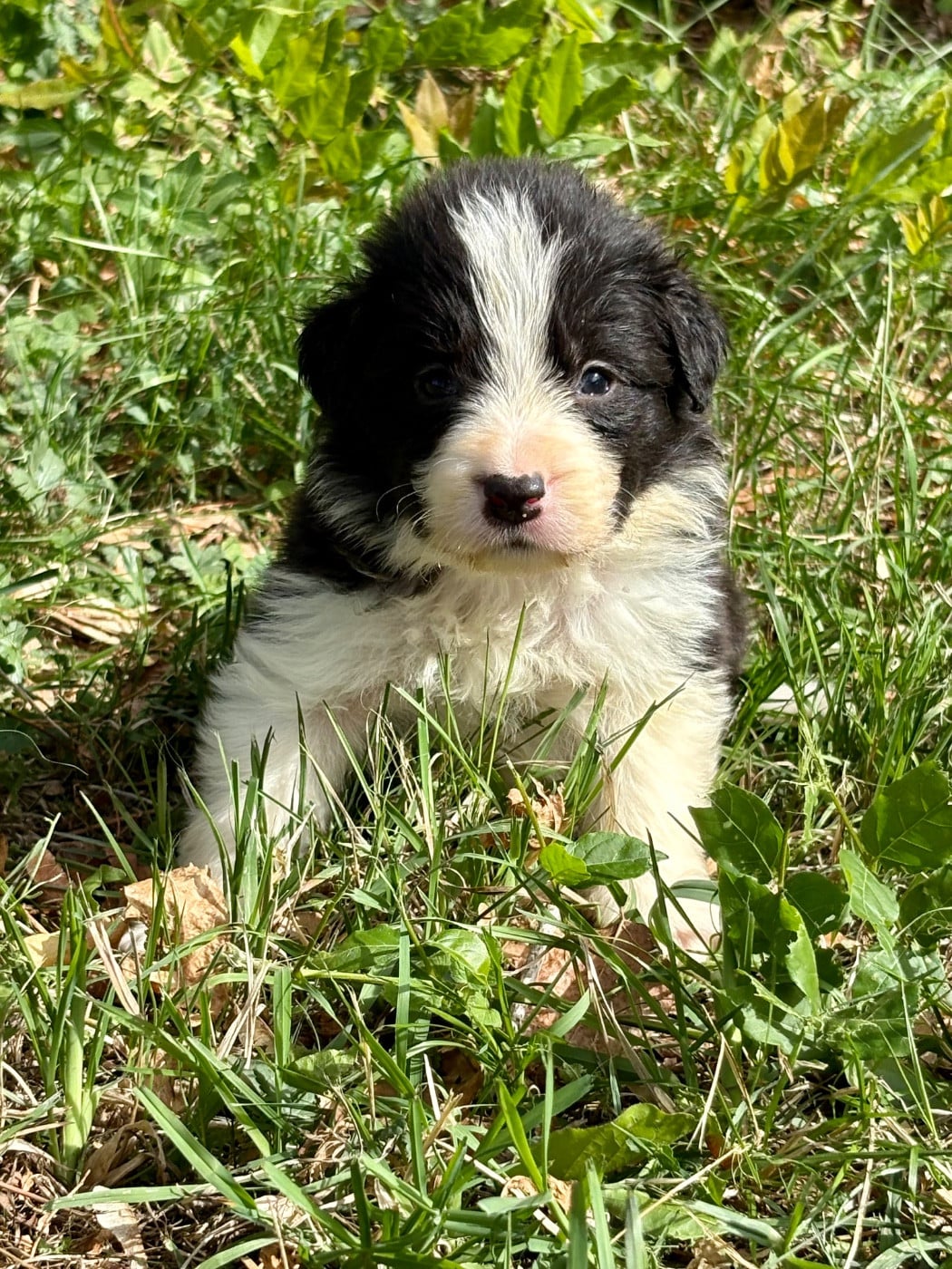 Border Collie - Of Shamrock Queen