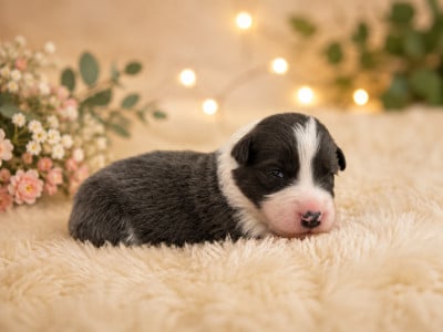 CHIOT 4 - Border Collie