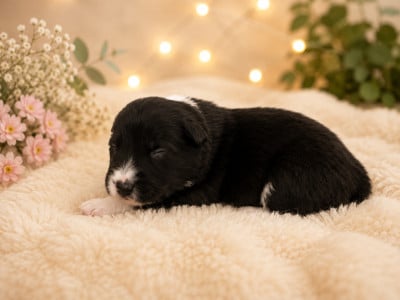 CHIOT 5 - Border Collie