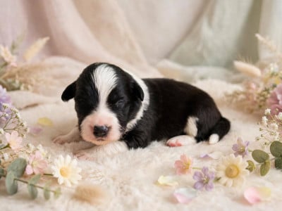 CHIOT 6 - Border Collie