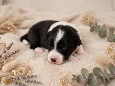 CHIOT 7 - Border Collie