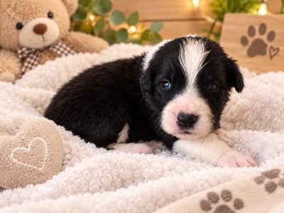CHIOT 8 - Border Collie