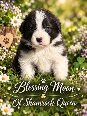 Les chiots de Border Collie