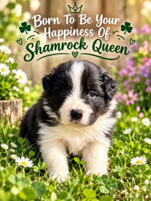 Les chiots de Border Collie