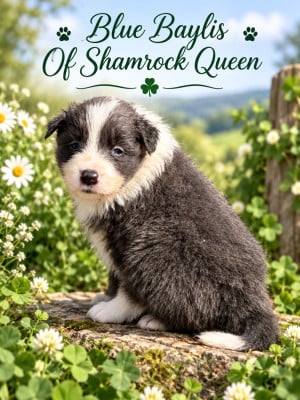 Les chiots de Border Collie