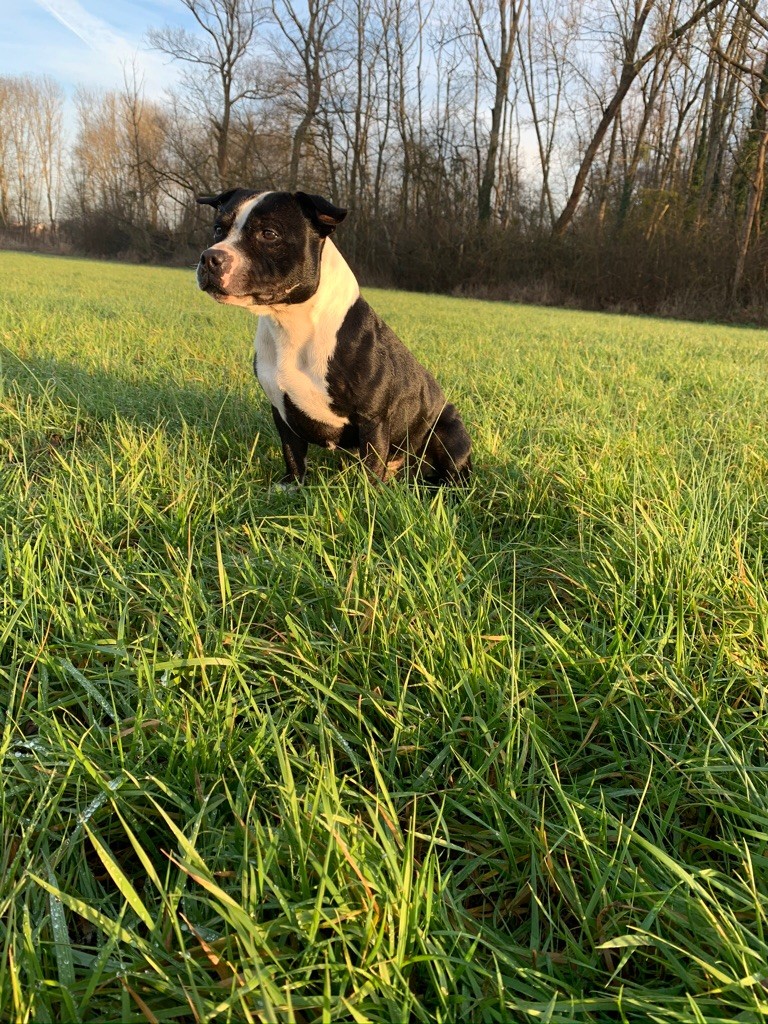 Publication : (Sans Affixe) Auteur : Gomes Toma