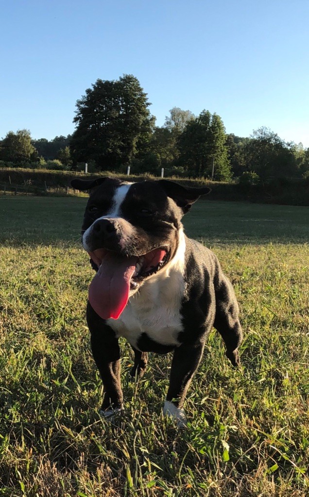 Publication : (Sans Affixe) Auteur : Gomes Toma