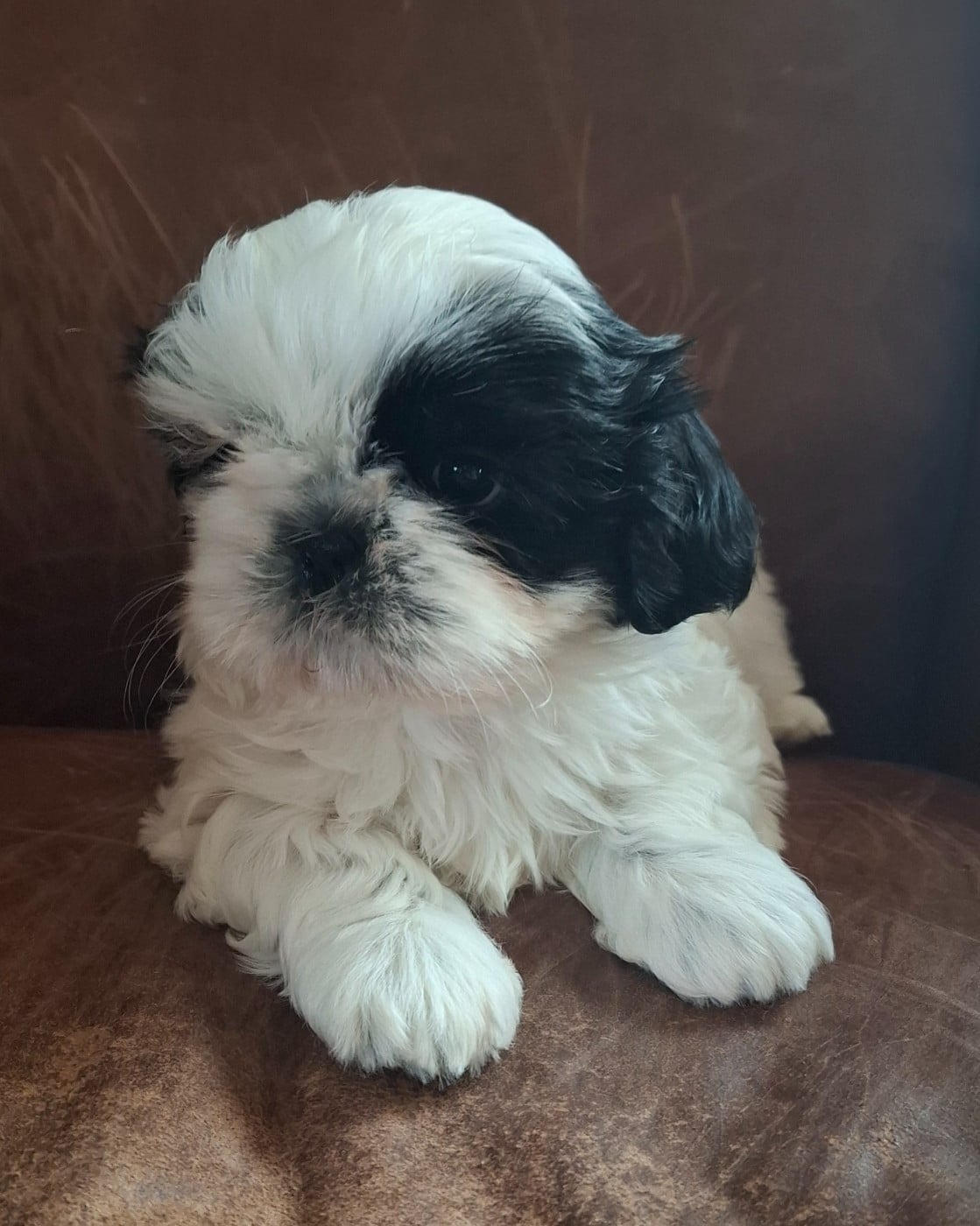 Chiot N°3 - Shih Tzu