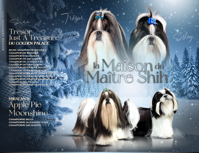 Les chiots de Shih Tzu