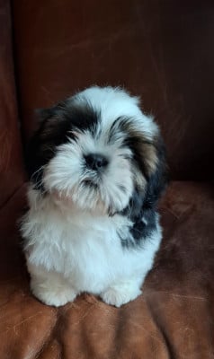 Les chiots de Shih Tzu