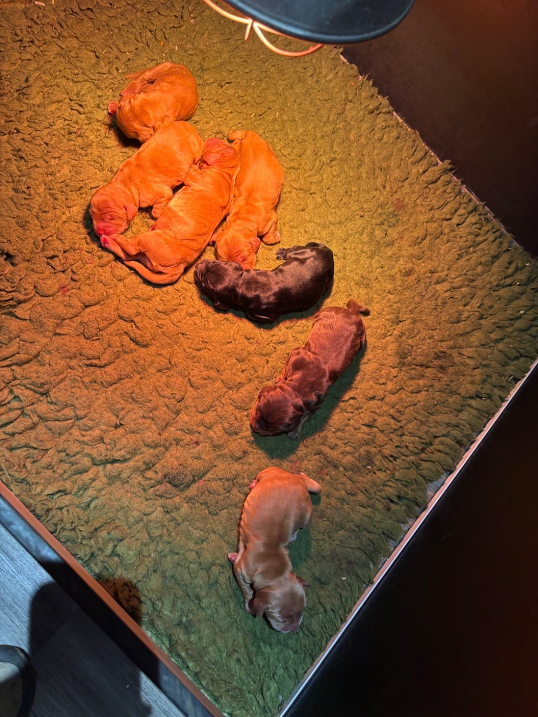 Cocker Spaniel Anglais - de La Constellation d'Heelou